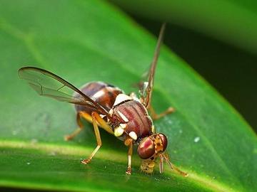 Fruit Fly Management in the Home Garden