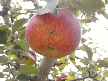 Managing the Queensland Fruit Fly in Commercial Orchards