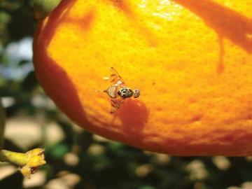 Products for Fruit Fly Management